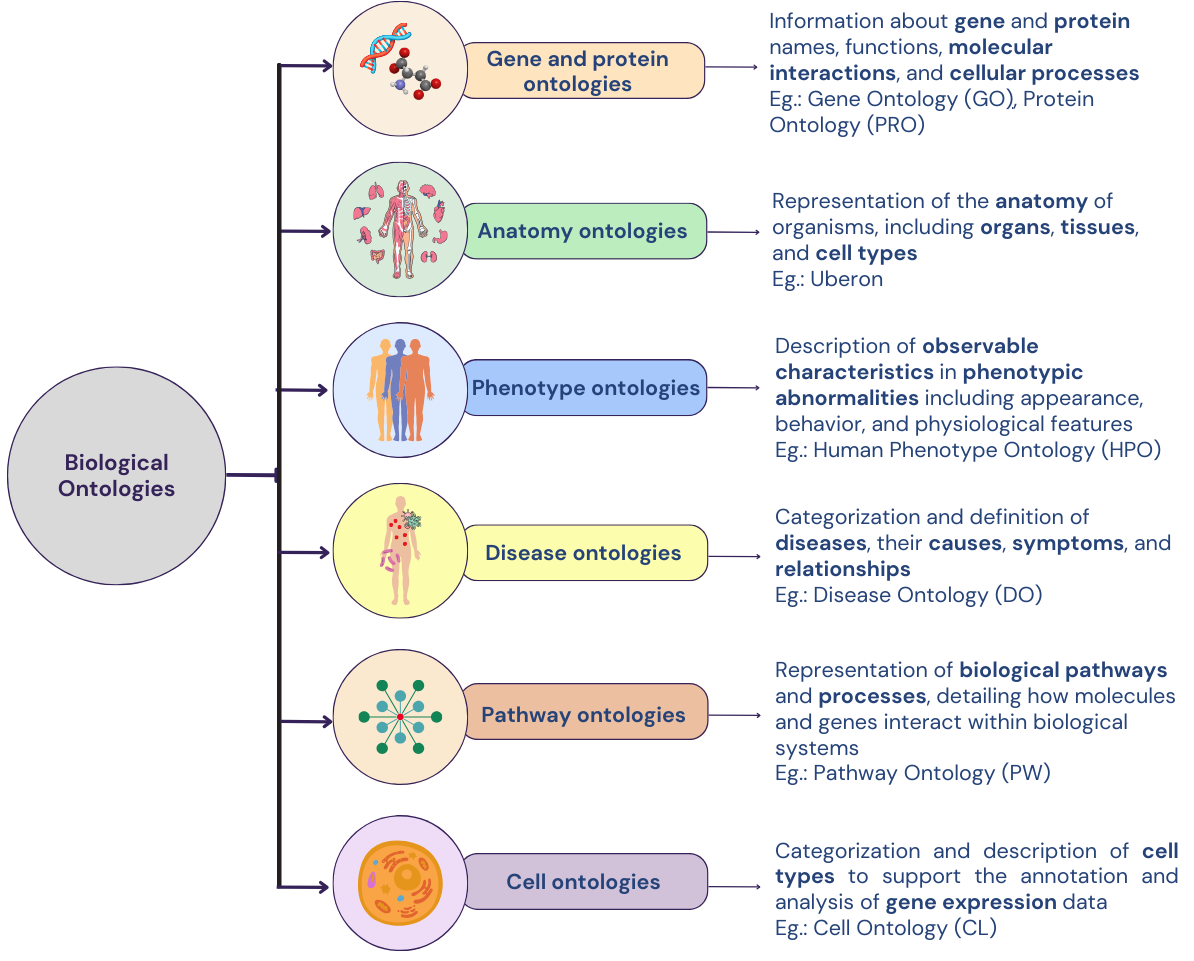 A representation of some of the key ontologies in biology