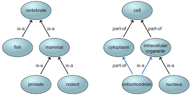 Tree structure (L) and direct acyclic graph (R). Image from Jensen LJ, Bork P. Ontologies in quantitative biology: a basis for comparison, integration, and discovery. PLoS Biol. 